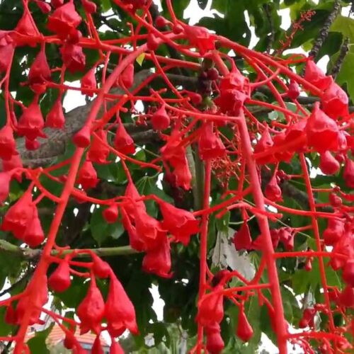 Brachychiton acerifolius