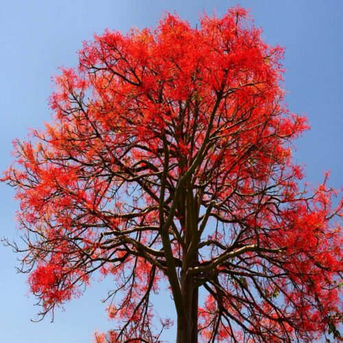 Alternative view of Brachychiton acerifolius