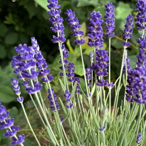 Lavandula angustifolia ‘BeeZee Dark Blue’