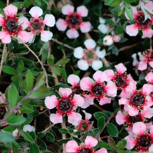 Leptospermum ‘Mesmer Eyes’