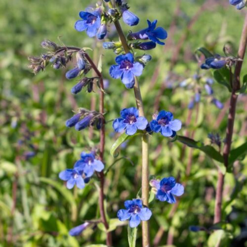 Penstemon mensarum