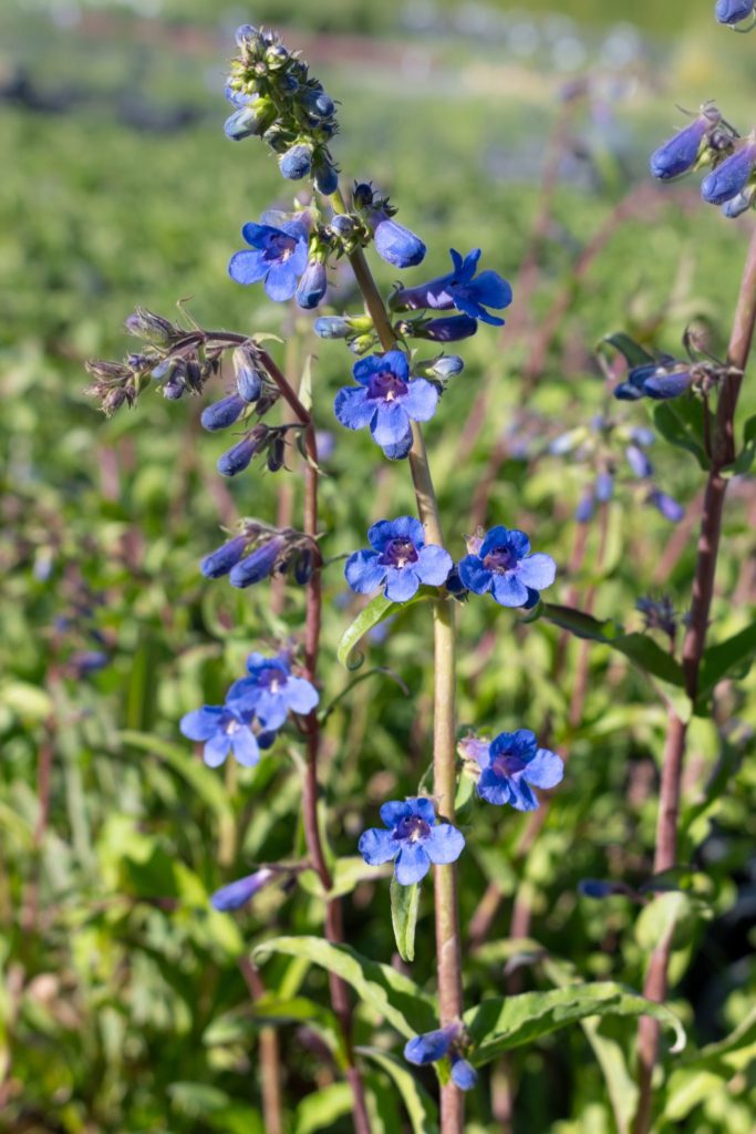 Penstemon mensarum