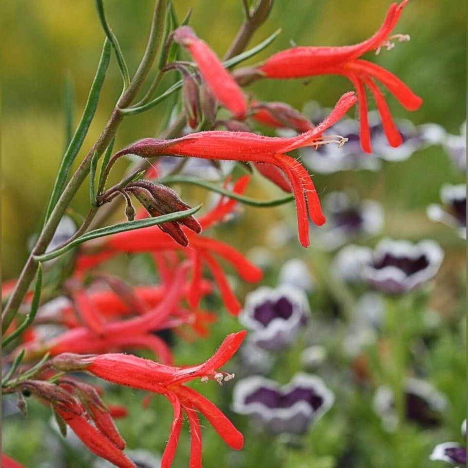 Penstemon pinifolius
