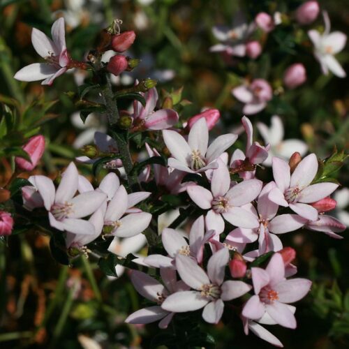 Philotheca ‘Flower Girl’