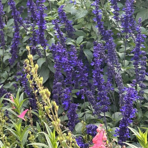 Salvia ‘Mystic Spires’