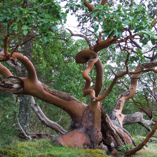 Alternative view of Arbutus menziesii