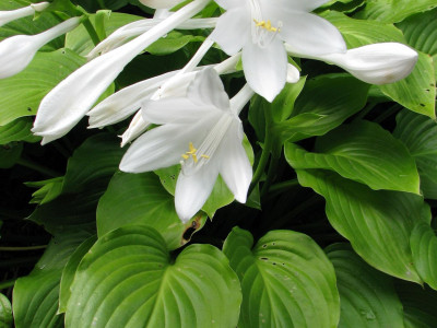 Hosta plantaginea var. grandiflora