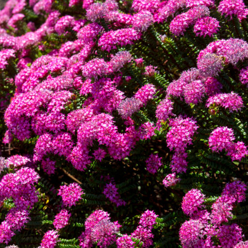 Pimelea ferruginea 'Magenta Mist'