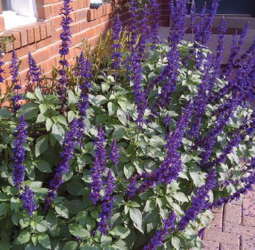 Salvia ‘Mystic Spires’