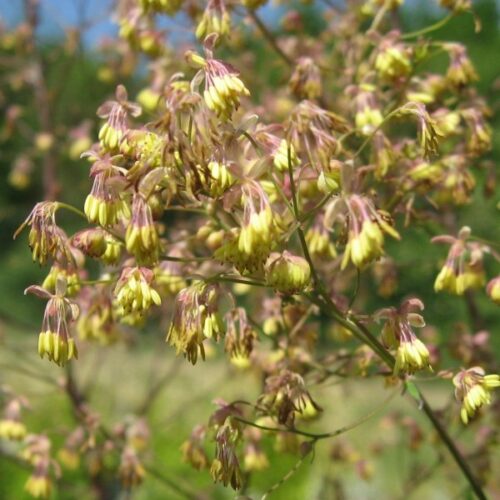 Alternative view of Thalictrum minus 'Adiantifolium'