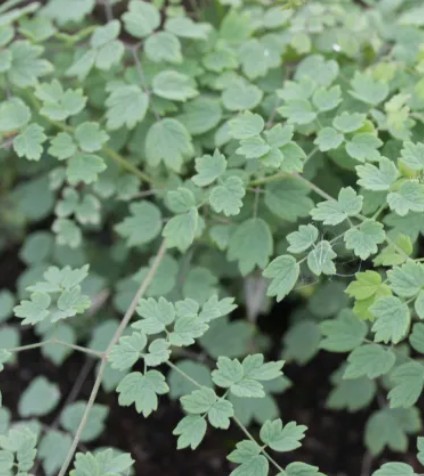Thalictrum minus 'Adiantifolium'