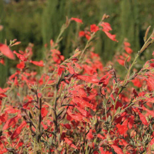 Zauschneria cana ‘Catalina’