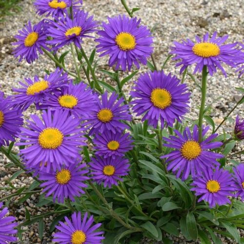 Aster alpinus ‘Dark Beauty’
