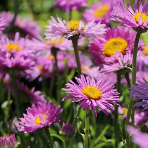 Aster alpinus ‘Pinkie’