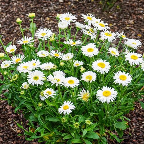Aster alpinus 'White Beauty’