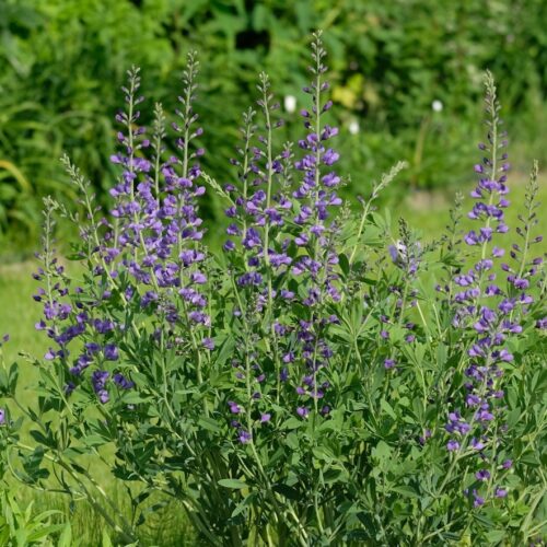 Baptisia australis ‘Caspian Blue’