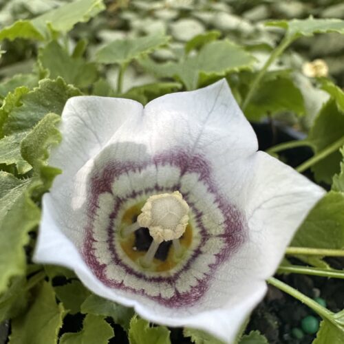 Codonopsis clematidea