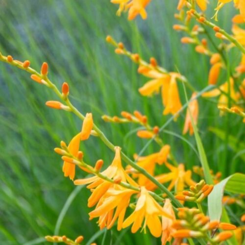 Crocosmia x crocosmiifolia 'George Davison'
