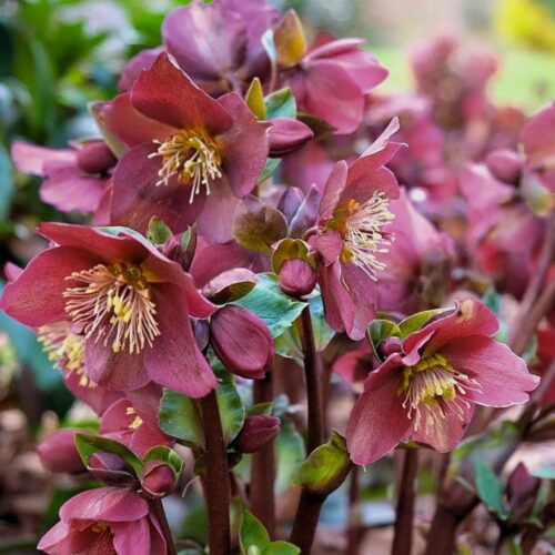 Helleborus x glandorfensis 'Ice n Roses Early Red'