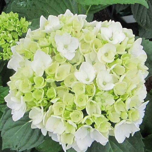 Hydrangea macrophylla ‘Agnes Pavelli’