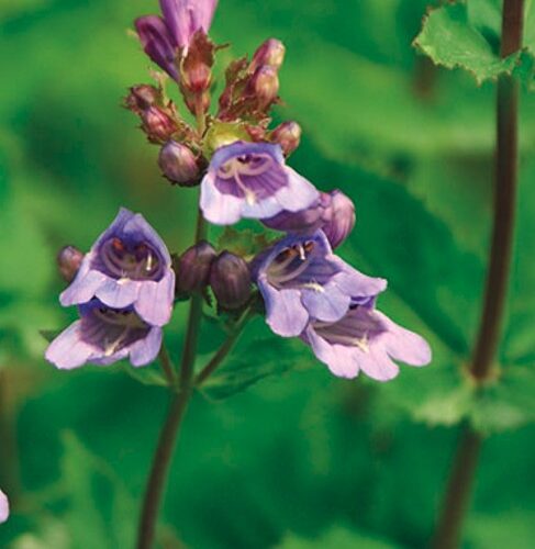 Alternative view of Penstemon fruticosus ssp. scouleri