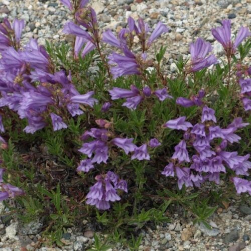 Penstemon fruticosus ssp. scouleri