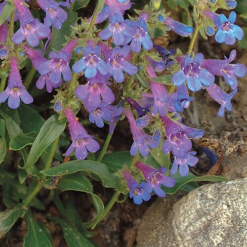 Penstemon virens