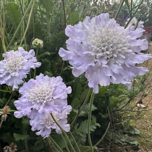 Scabiosa ‘Blue Lace’