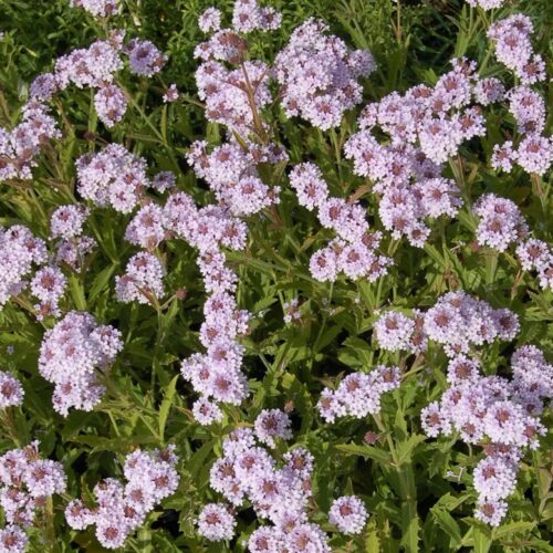 Alternative view of Verbena rigida f. lilacina