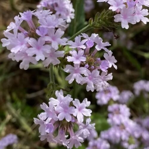 Verbena rigida f. lilacina