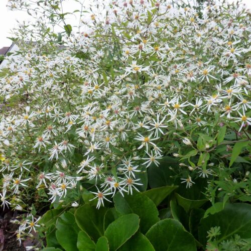 Aster divaricatus