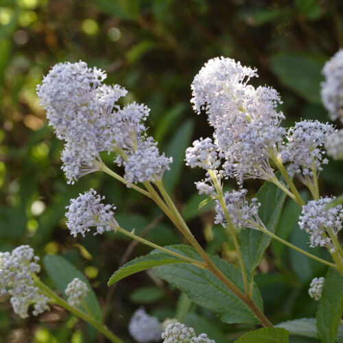 Ceanothus x delilianus ‘Gloire de Versailles’