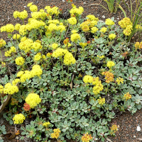 Eriogonum umbellatum