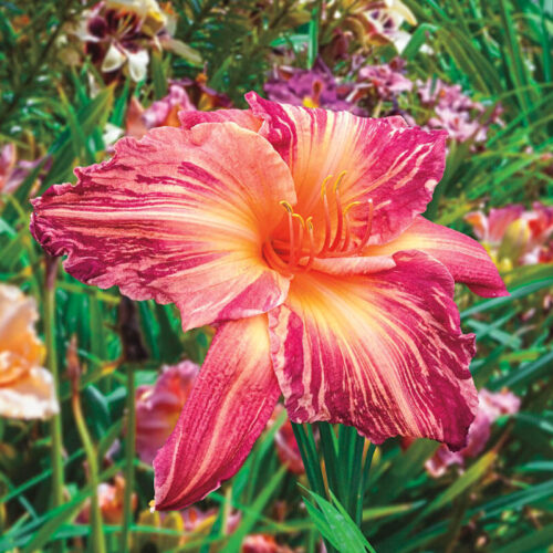 Hemerocallis ‘Pink Stripes’