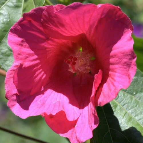Hibiscus paramutabilis