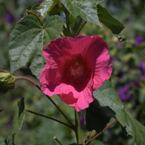 Alternative view of Hibiscus paramutabilis