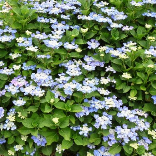 Alternative view of Hydrangea macrophylla 'Nachtigall'