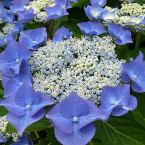 Hydrangea macrophylla 'Nachtigall'