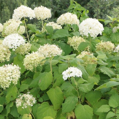 Alternative view of Hydrangea arborescens ‘Annabelle’
