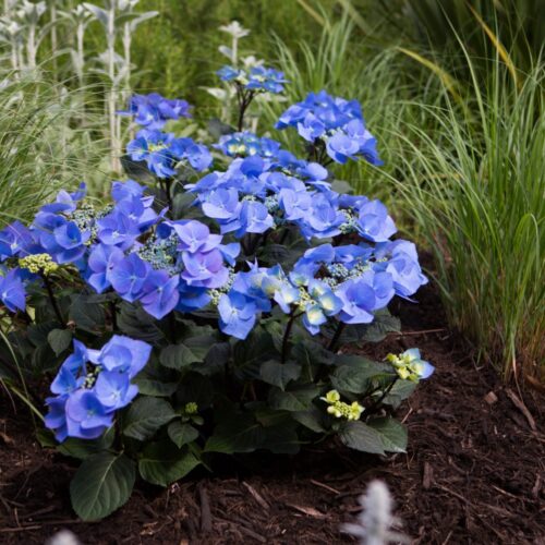 Alternative view of Hydrangea macrophylla ‘Black Lace’