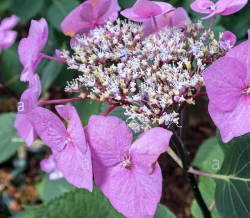 Hydrangea macrophylla ‘Black Lace’
