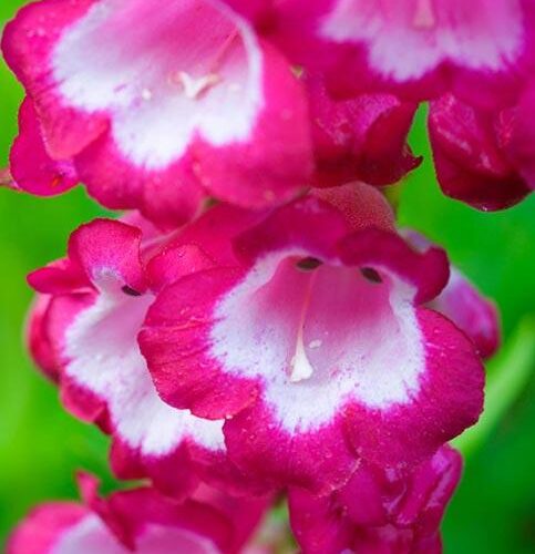 Penstemon ‘Maurice Gibbs’