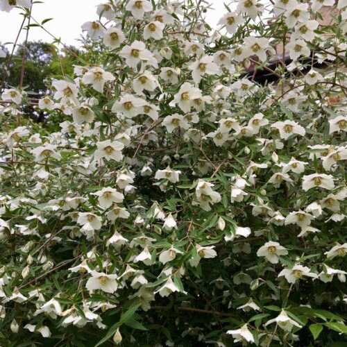 Alternative view of Philadelphus maculatus ‘Sweet Clare’