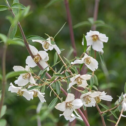 Philadelphus maculatus ‘Sweet Clare’