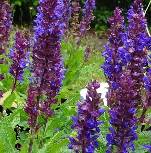 Salvia nemorosa ‘New Dimension Blue’