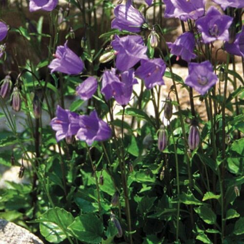 Campanula cochlearifolia