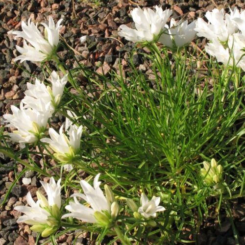 Edraianthus graminifolius alba