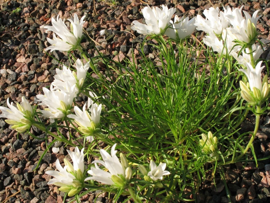 Edraianthus graminifolius alba