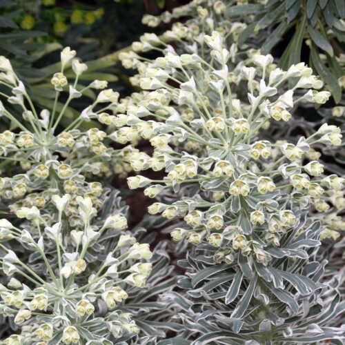 Alternative view of Euphorbia characias ‘Glacier Blue’
