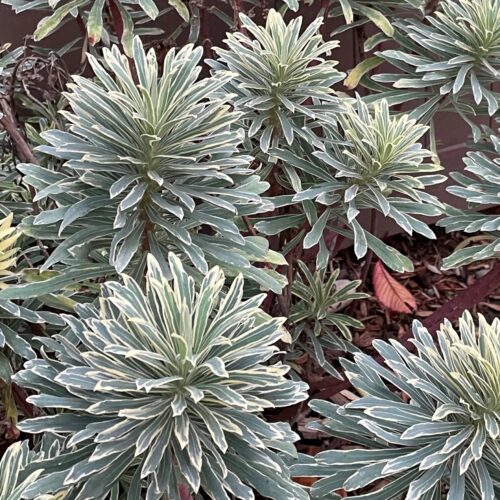 Euphorbia characias ‘Glacier Blue’